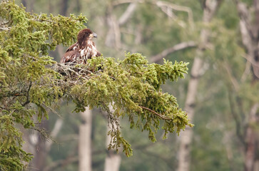 Bald eagle in pine evergreen tree