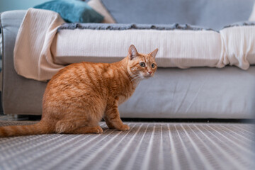 Fototapeta na wymiar brown tabby cat with green eyes sitting on the carpet