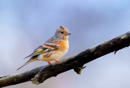 Bergfink (Fringilla montifringilla)
