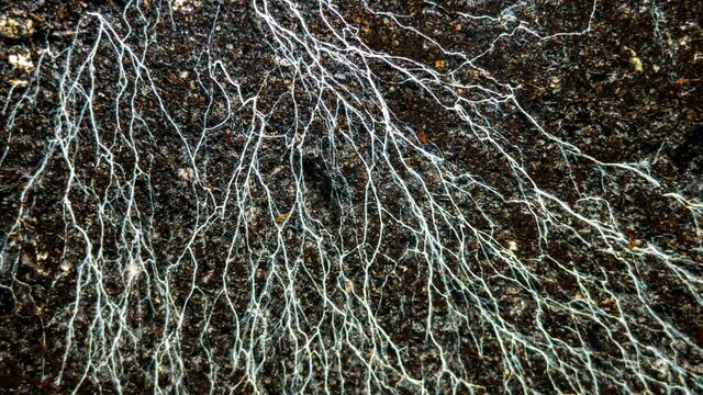 Champignon Mushroom Mycelium And Microorganisms Life in the Ground While Watering. Life Underground 