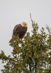 Bald eagle in pine evergreen tree