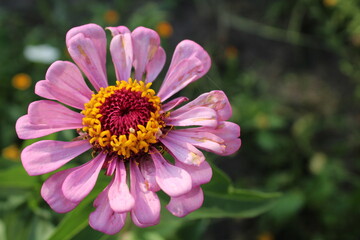 Fototapeta premium pink zinnia elegans flower graceful close-up side view from above. Summer flowering growing flowers