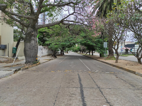 Vista de avenida vac&iacute;a desierta con &aacute;rboles toborochi y tajibo en ambos lados de la calle dando sombra