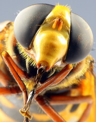 Schwebfliege, Hornissenschwebfliege 