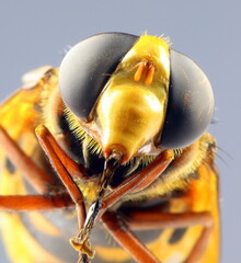 Schwebfliege, Hornissenschwebfliege 