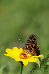 butterfly on flower