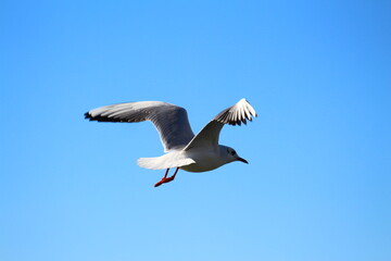 seagull