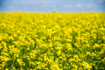 Mustard flower field yellow colors a lovely summer day