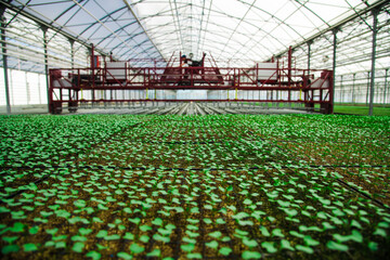 Plants grow in a greenhouse