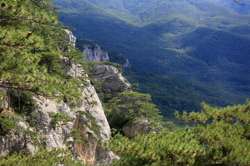 Beautiful landscape of pine trees in the mountains in Crimea