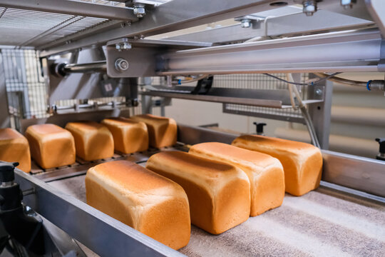 Loafs of bread in a bakery on an automated conveyor belt