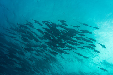 Fototapeta na wymiar unusual beautiful and bright fish in the waters of the Galapagos Islands 