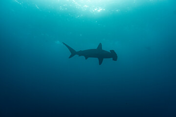 Fototapeta premium hammerhead shark near the reef at shallow depth 