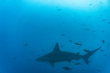 hammerhead shark near the reef at shallow depth 