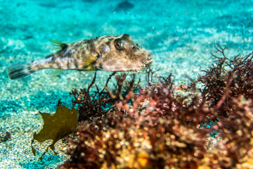 unusual beautiful and bright fish in the waters of the Galapagos Islands 