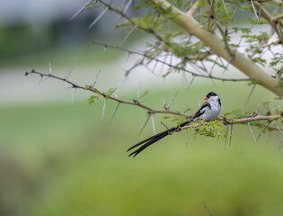 Pin-tailed whydah (Vidua macroura ), with long black tail and bright red beak, sitting on spiked tree branch with blurred green background