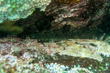 unusual beautiful and bright fish in the waters of the Galapagos Islands 