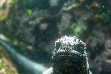 gray marine galapagos ancient iguana in shallow water eating grass 