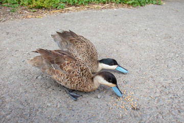 Ducks pecking at the ground.