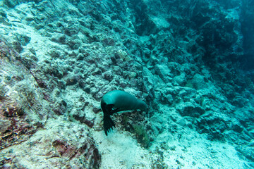 Fototapeta premium sea lion plays in shallow water near divers