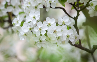 The pear blossoms are in full bloom in the orchard