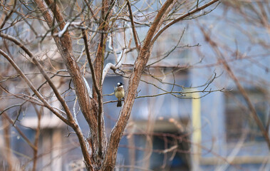 Chinese bulbul bird，Stay on the branches