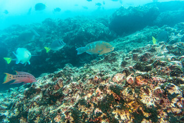 bright and colorful sea fish in shallow water in natural conditions
