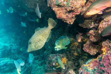 bright and colorful sea fish in shallow water in natural conditions