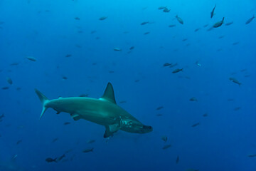 hammerhead sharks in warm currents in the Galapagos Islands