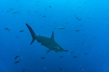 hammerhead sharks in warm currents in the Galapagos Islands