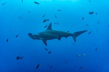 hammerhead sharks in warm currents in the Galapagos Islands - obrazy, fototapety, plakaty