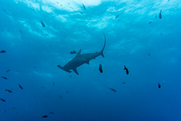 Obraz premium hammerhead sharks in warm currents in the Galapagos Islands