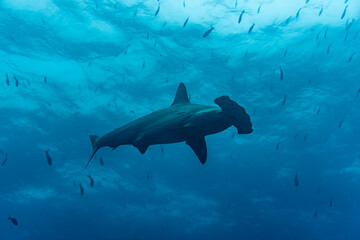 hammerhead sharks in warm currents in the Galapagos Islands