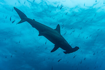 Obraz premium hammerhead sharks in warm currents in the Galapagos Islands