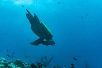 a large sea turtle swims in sea water in the galapagos 
