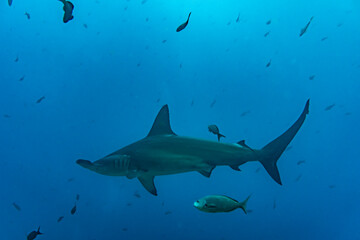 hammerhead sharks in warm currents in the Galapagos Islands - obrazy, fototapety, plakaty