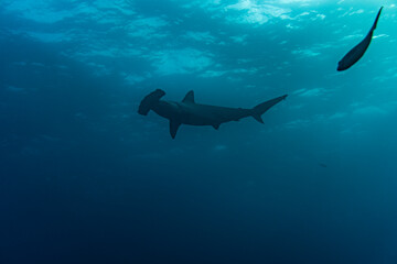 Fototapeta premium hammerhead sharks in warm currents in the Galapagos Islands