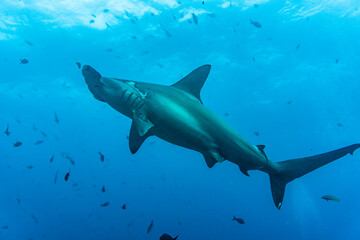 Fototapeta premium hammerhead sharks in warm currents in the Galapagos Islands