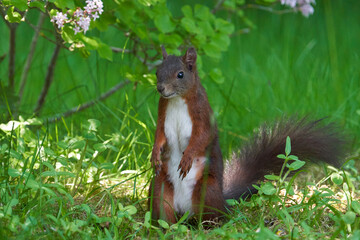 Das Eurasische Eichhörnchen (Sciurus vulgaris)