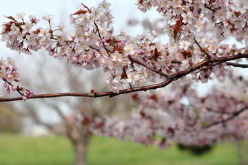 桜