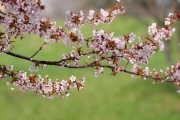 桜