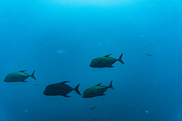 bright and colorful sea fish in shallow water in natural conditions