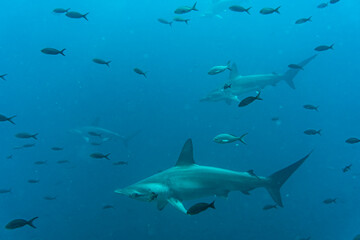 Obraz premium hammerhead sharks in warm currents in the Galapagos Islands