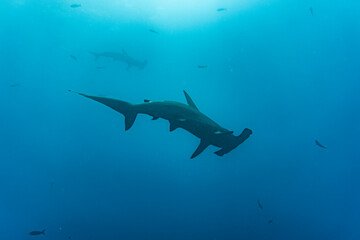 hammerhead sharks in warm currents in the Galapagos Islands