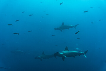Obraz premium hammerhead sharks in warm currents in the Galapagos Islands
