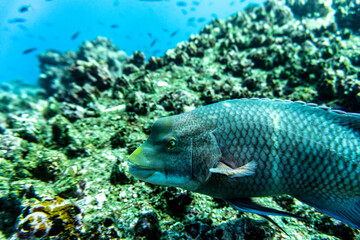 bright and colorful sea fish in shallow water in natural conditions