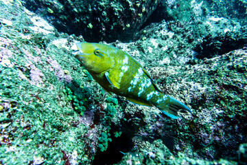 bright and colorful sea fish in shallow water in natural conditions