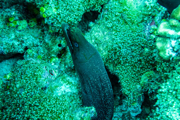 bright and colorful sea fish in shallow water in natural conditions