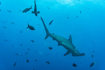 hammerhead sharks in warm currents in the Galapagos Islands