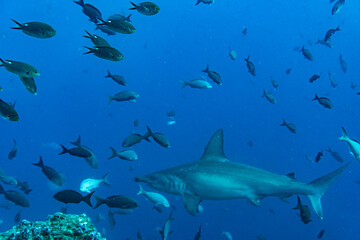 hammerhead sharks in warm currents in the Galapagos Islands